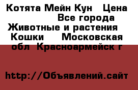 Котята Мейн Кун › Цена ­ 15 000 - Все города Животные и растения » Кошки   . Московская обл.,Красноармейск г.